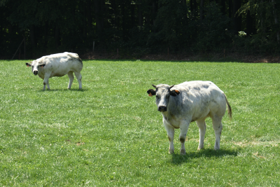 Oxen in the meadow, par Xavier E. G. Dierick